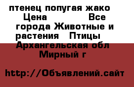 птенец попугая жако  › Цена ­ 60 000 - Все города Животные и растения » Птицы   . Архангельская обл.,Мирный г.